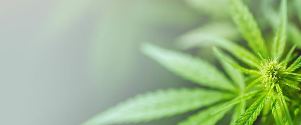 Cannabis header