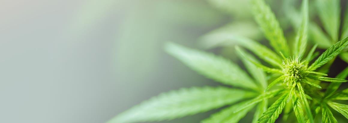 Cannabis header