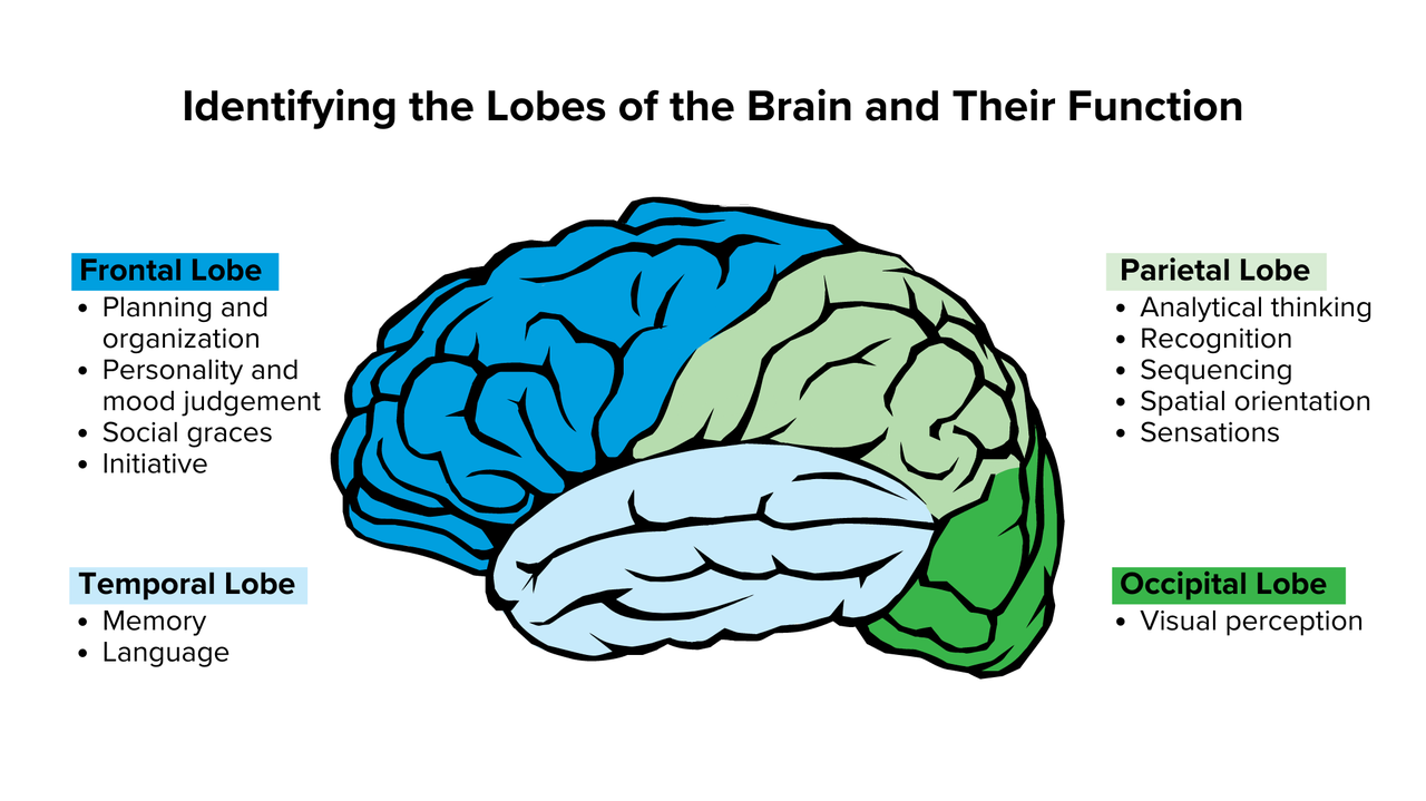 Sections of the Brain Diagram